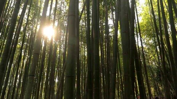 早上在日本京都的岚山竹林中散步