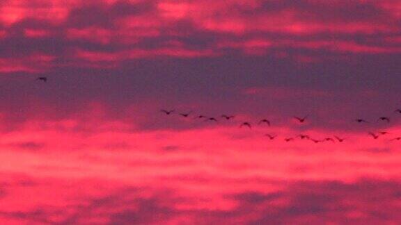 一群飞鹅在日出的红色天空