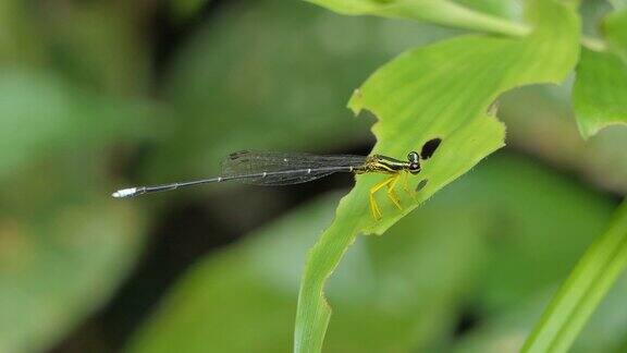 热带雨林中的蜻蜓在绿叶上