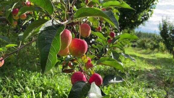 果园里的苹果树