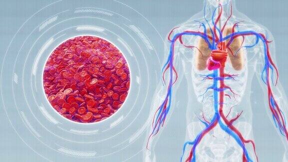 人体心血管系统