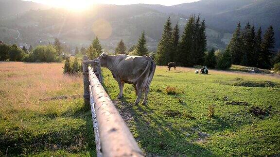 在山中木栅栏附近的牧场上的牛