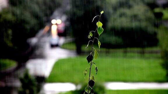 雨