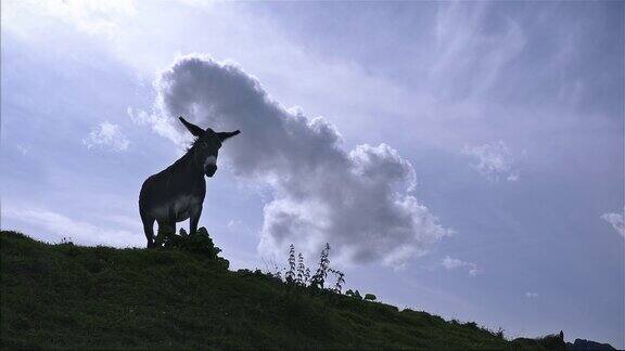 高山草地上的驴子意大利-多洛米特圣佩莱格里诺山口