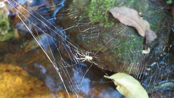小溪上的蜘蛛在织网
