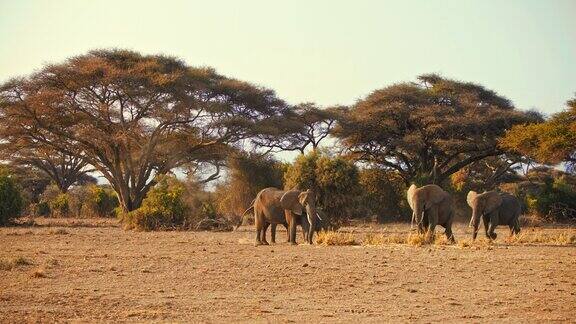 黄昏时分肯尼亚安博塞利国家公园一群雄伟的大象在大草原上吃草