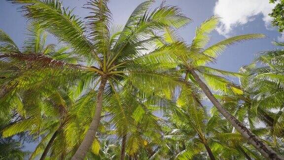 暑假椰树和自然探险旅游低角度拍摄