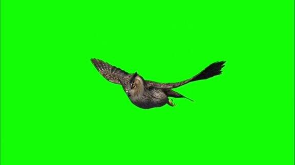 飞行猫头鹰运动图形与绿色屏幕背景