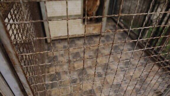 悲伤的纯种狗在篱笆后面的避难所等待被拯救和收养到新的家