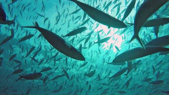 在阳光普照的海洋中成群结队的燧发枪鱼和鲭鱼