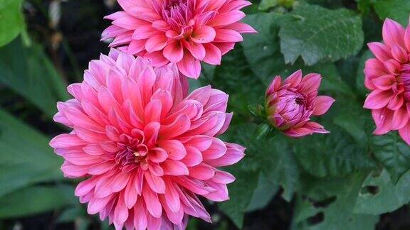 粉红色的大丽花在花园里的花坛上