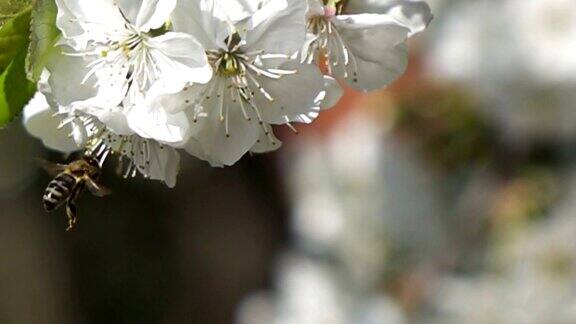 蜜蜂在春天的花朵上采蜜慢动作