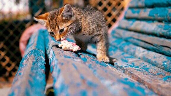 流浪的灰色小猫在街上的长凳上吃东西慢动作