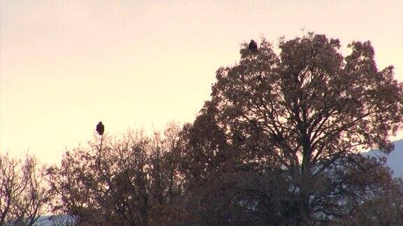 鸟皇鹰落在树上