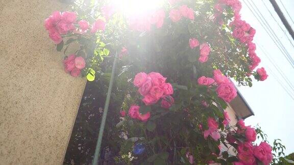 粉红色的花朵倾斜着吸收着阳光