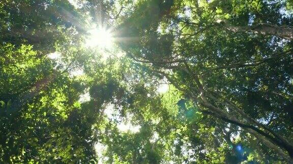 看着太阳穿过森林里的一棵绿树