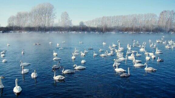 冬天天鹅在湖上