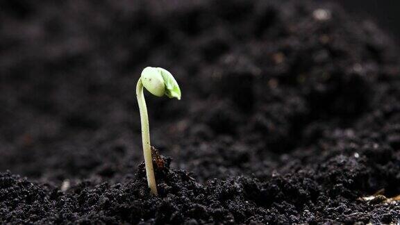 发芽种子在地面农业中生长春夏交替发芽种植在温室农业中
