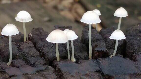 长在老树桩上的白色小蘑菇