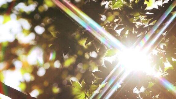 清新的阳光和明亮的晨光透过树木和树叶