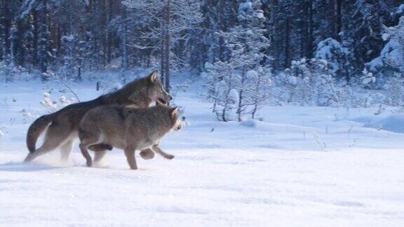 雪地中奔跑的狼