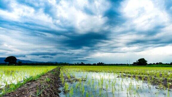 美丽的雷雨云在稻田上空全高清视频19201080
