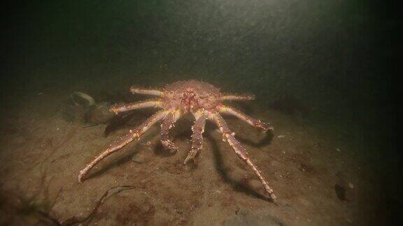 俄罗斯巴伦支海海底的巨型帝王蟹