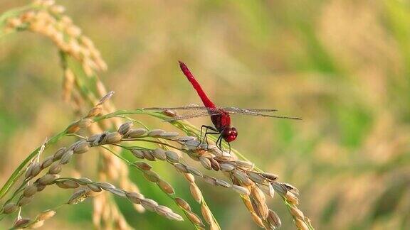 红蜻蜓秋天稻穗