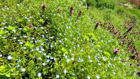 春天新鲜的草地野花