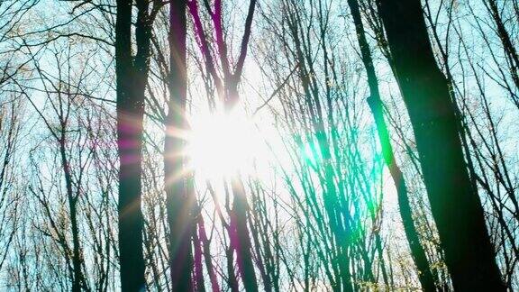 阳光刺眼地照射在森林里夕阳映衬着干枯的树木阳光的光芒照亮了干枯的森林茂密的森林带着光芒森林的背景