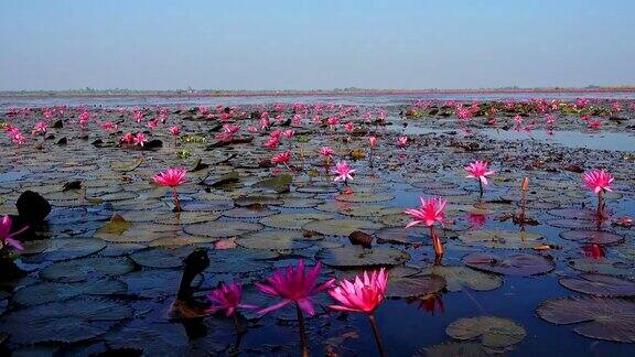 泰国的红莲湖