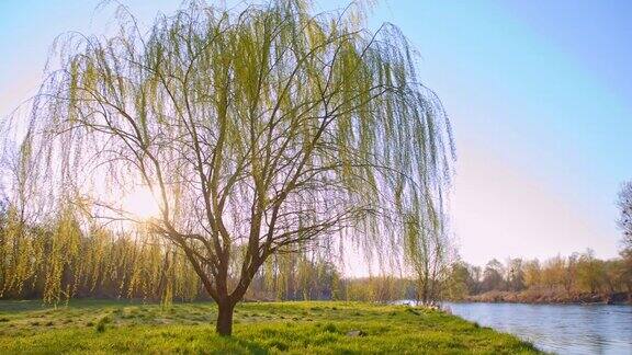 河边的一棵柳树