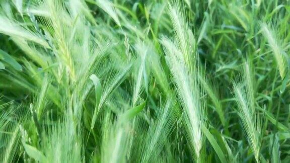 田野里嫩绿的黑麦穗