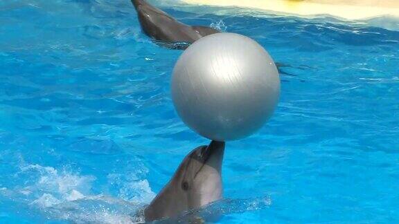 高清表演海豚玩银球特写