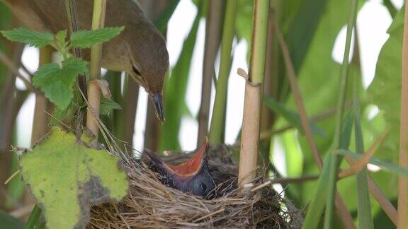 巢中有布谷鸟的芦苇林莺