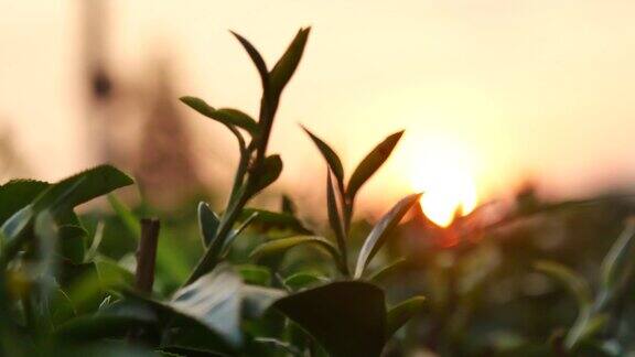 有机农场阳光下的绿茶树叶夏天的早晨新鲜的嫩芽草药农场阳光绿茶树植物清晨茶树绿油油的大自然