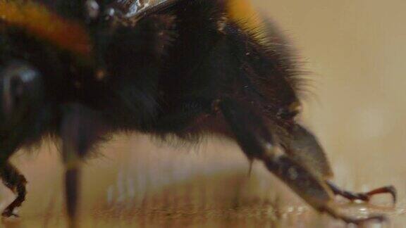 被螨虫感染的老蜜蜂微距镜头