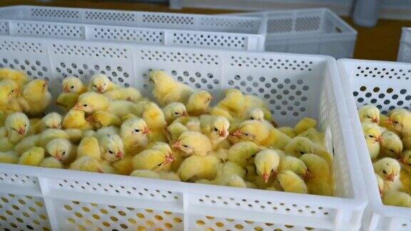 养鸡场里塑料容器中的黄色小鸡