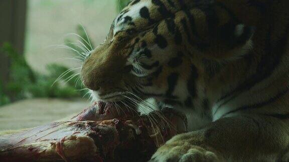 老虎吃肉慢镜头
