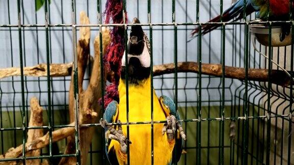 Сolorful亚马逊红金刚鹦鹉的肖像