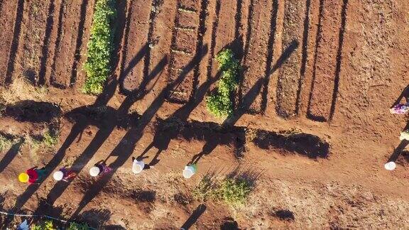 从空中俯瞰一名妇女头上顶着装水的塑料容器走路用手给种植在津巴布韦社区花园中的蔬菜浇水