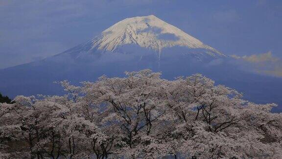 日本山梨县富士的樱花