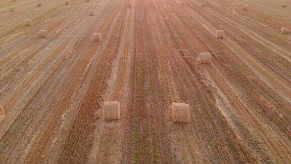 天线:收割谷物后放在田间的稻草捆