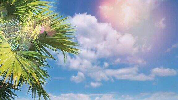 棕榈枝对天空的风景的Cinemagraph
