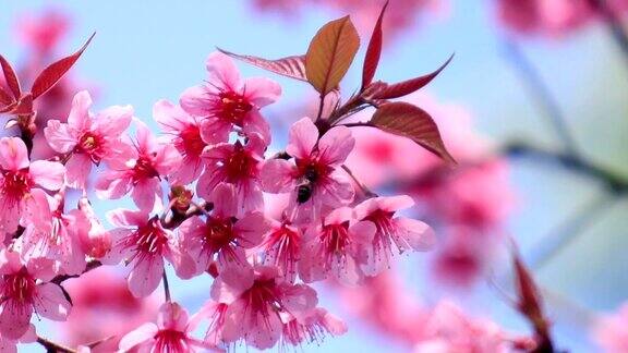 樱花或樱花与蜜蜂在春天