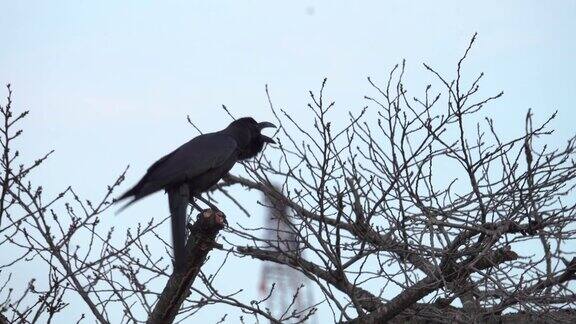 4k:树上的黑乌鸦