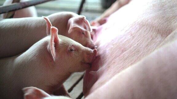 4k视频场景的婴儿仔猪吮吸从它的母亲猪在工厂养猪场家畜和家畜概念