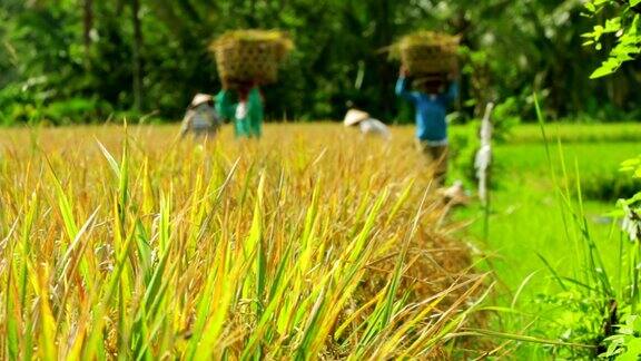 巴厘岛稻田里的农业工人正在工作