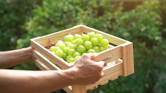 园丁抱着绿色的葡萄在木盒子在绿色的花园闪光麝香葡萄与树叶在模糊的背景