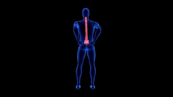 脊椎疼痛蓝色人体解剖体3D扫描渲染黑色背景-无缝循环